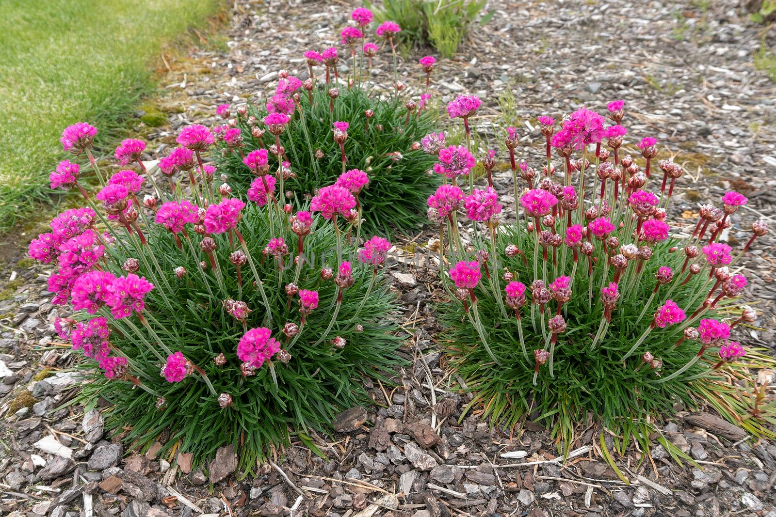 Pink Sea Thrift Plant in Bloom by jpldesigns