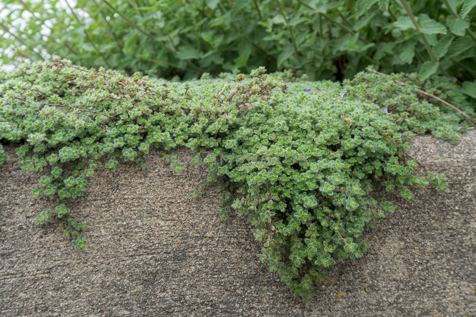 Woolly Thyme Thymus lanuginosus creeping over stone wall planter in backyard garden