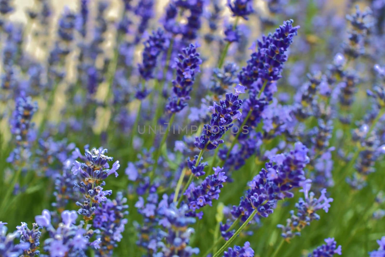 Tenderness of lavender fields. Lavenders background. Soft and selective focus. 