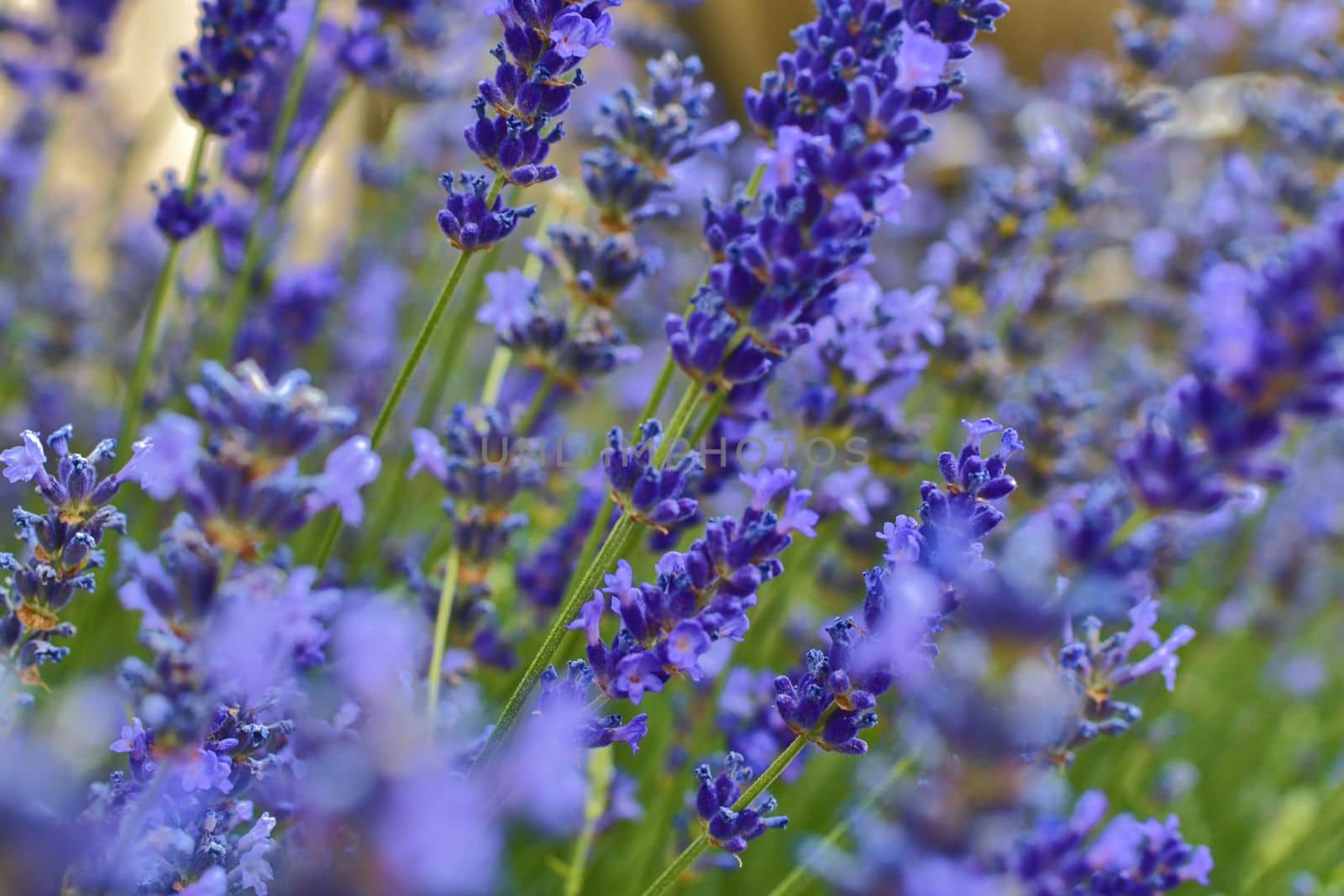 Tenderness of lavender fields. Lavenders background. Soft focus. DOF. Selective focus.  by roman_nerud