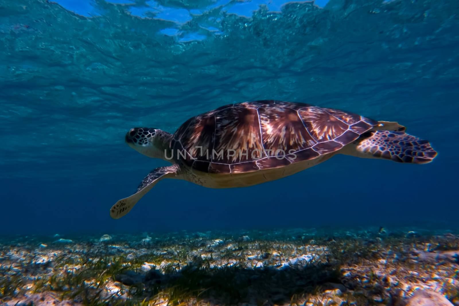 Sea turtle swimming in sea water. The giant sea turtle by nyrok