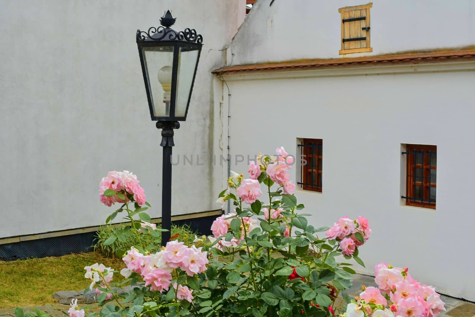 View on romantic urban scenery. Historic urban backyard with a bush of roses and classical lighting.  by roman_nerud