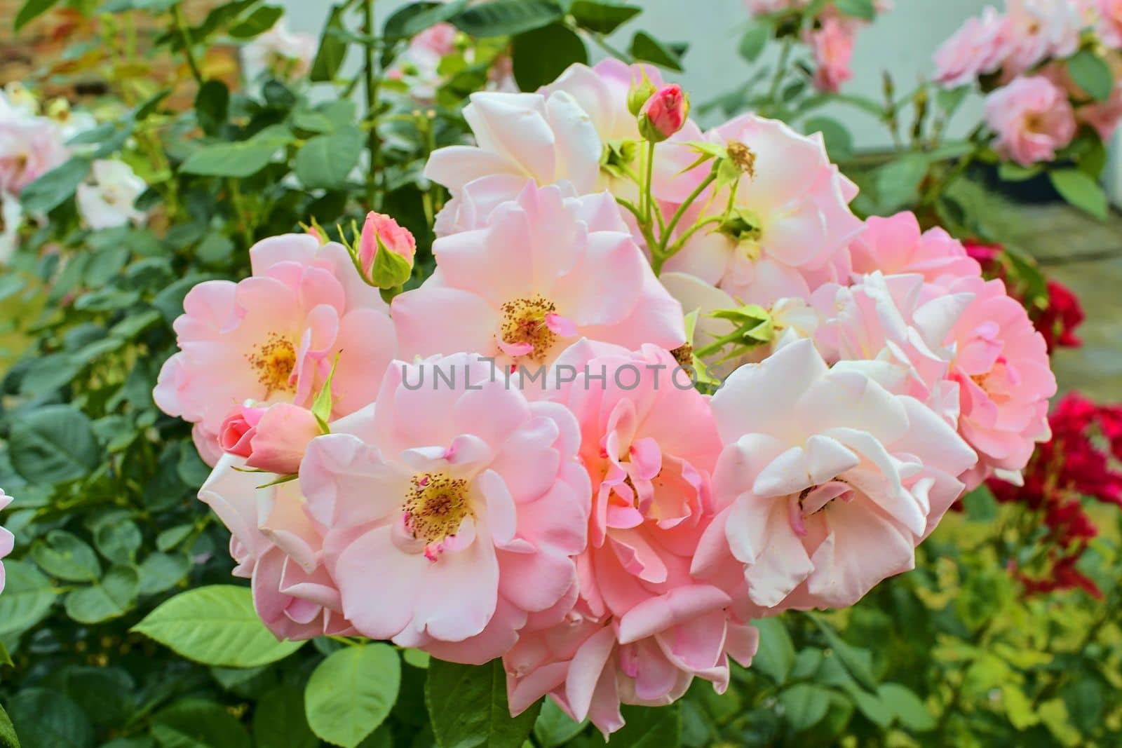 Pink roses. A bunch of pink roses. Close-up by roman_nerud