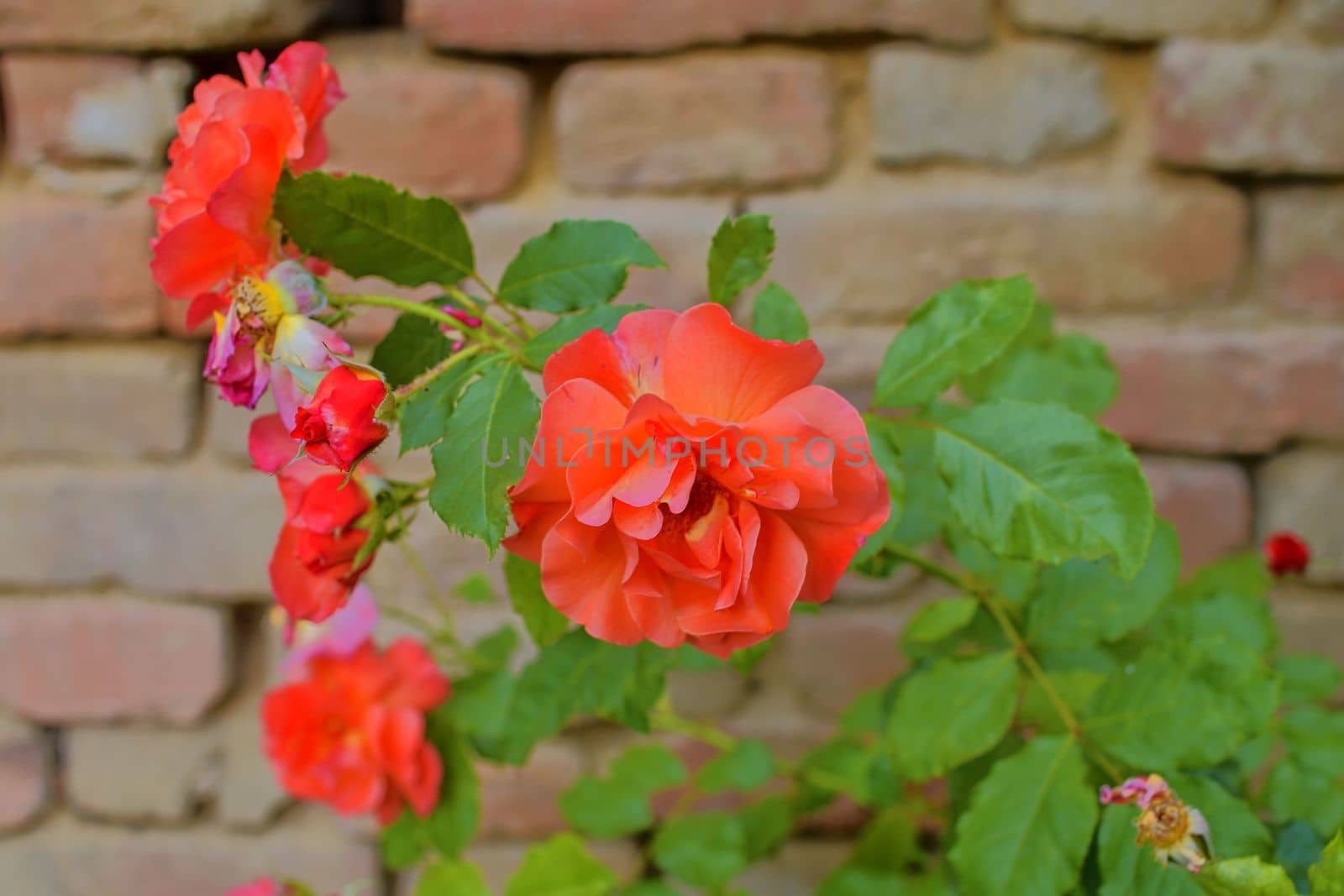 Red roses on red brick background. Romantic scenery. by roman_nerud