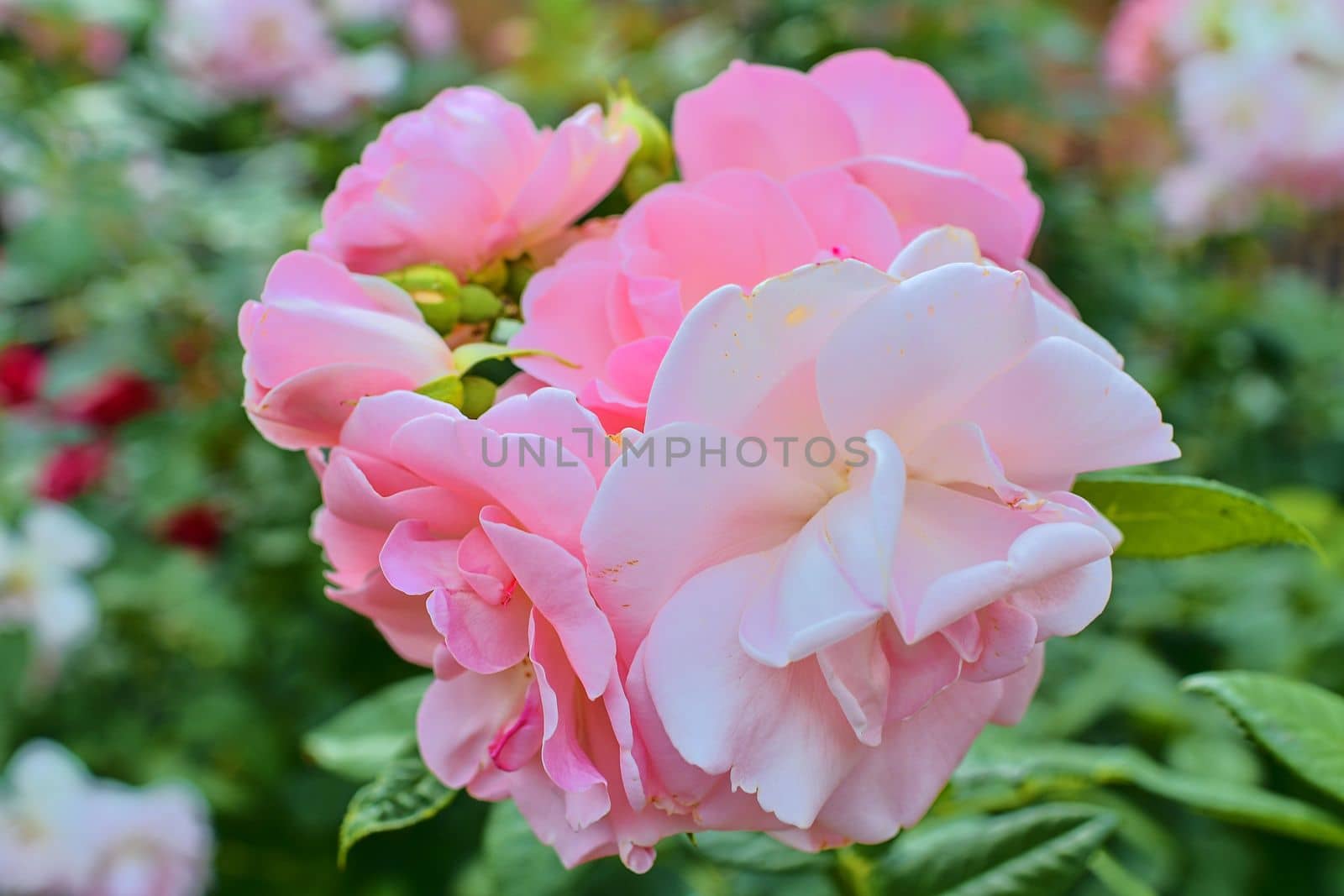 Pink roses. A bunch of pink roses. Close-up. Selective focus.