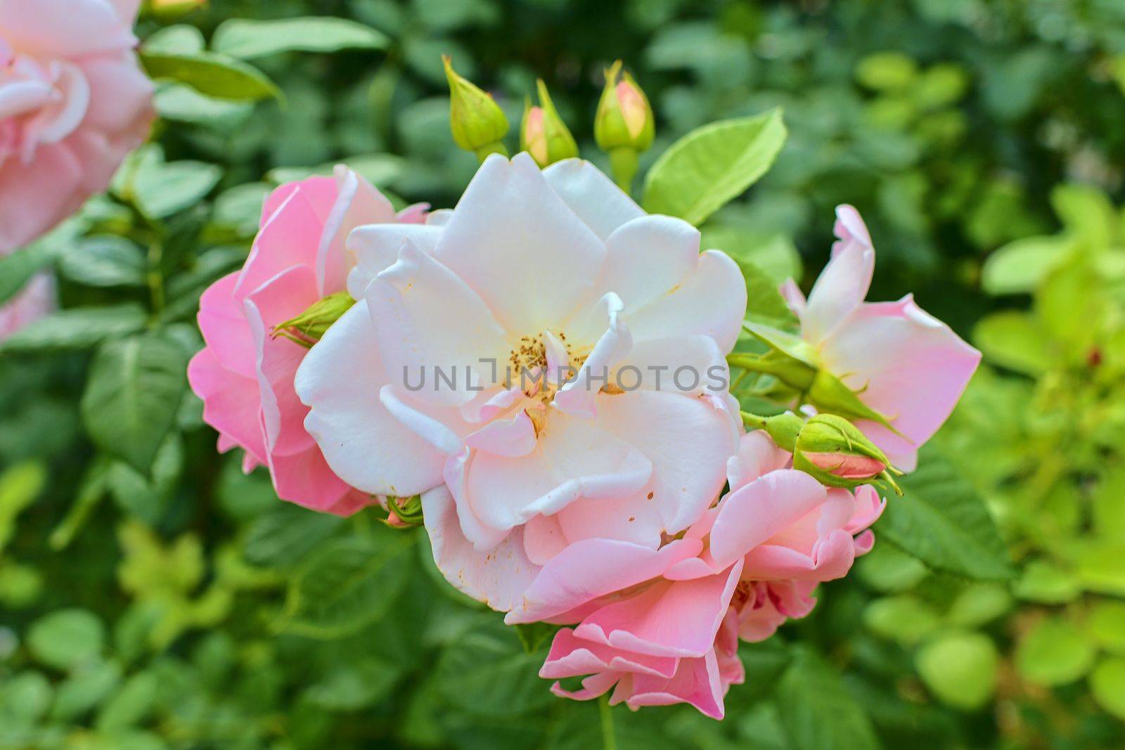 Pink roses. A bunch of pink roses. Close-up. Selective focus