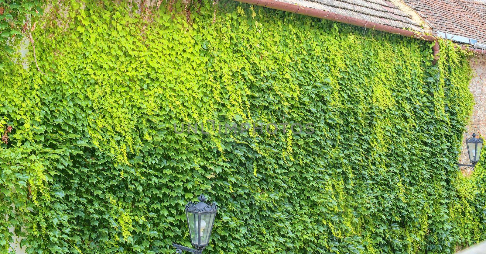 Ivy on an old bulding. Romantic urban scenery with classical lighting by roman_nerud