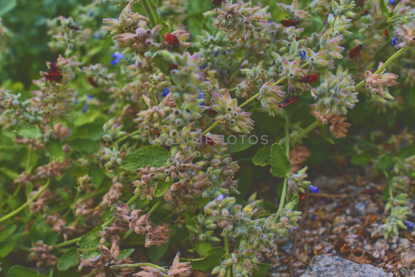 The firebugs on flowers. Soft colors. Flowery background. Selective focus