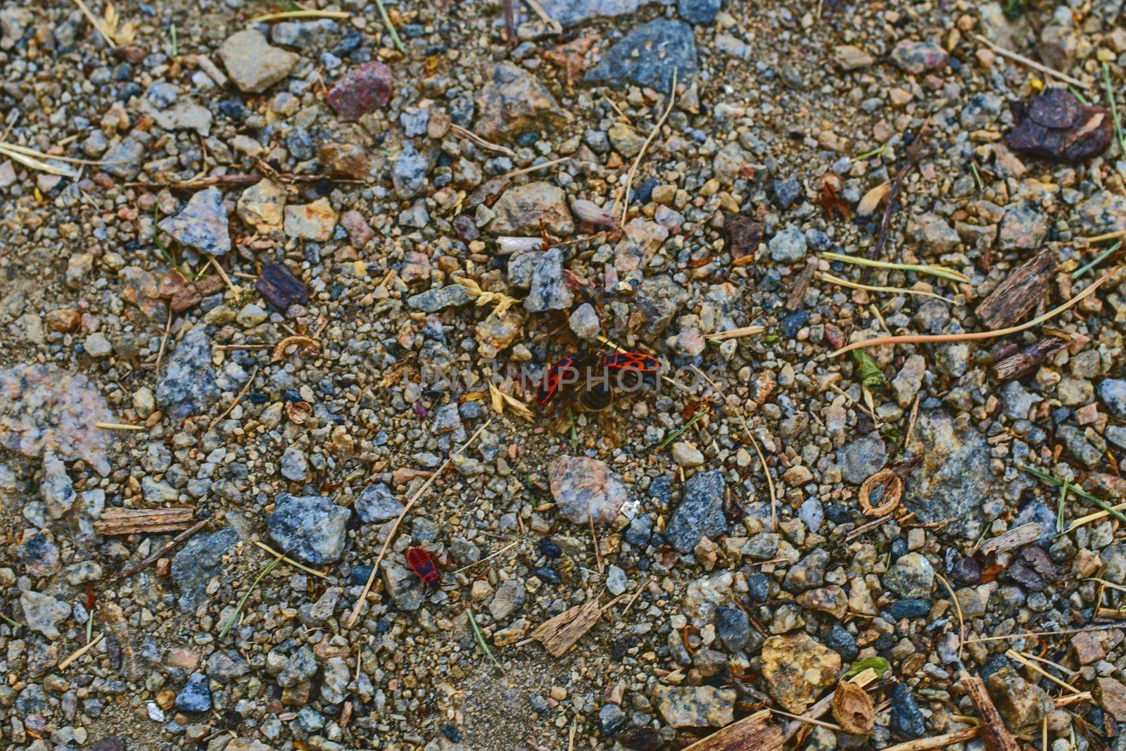 The firebugs on gravel path. Soft colors.