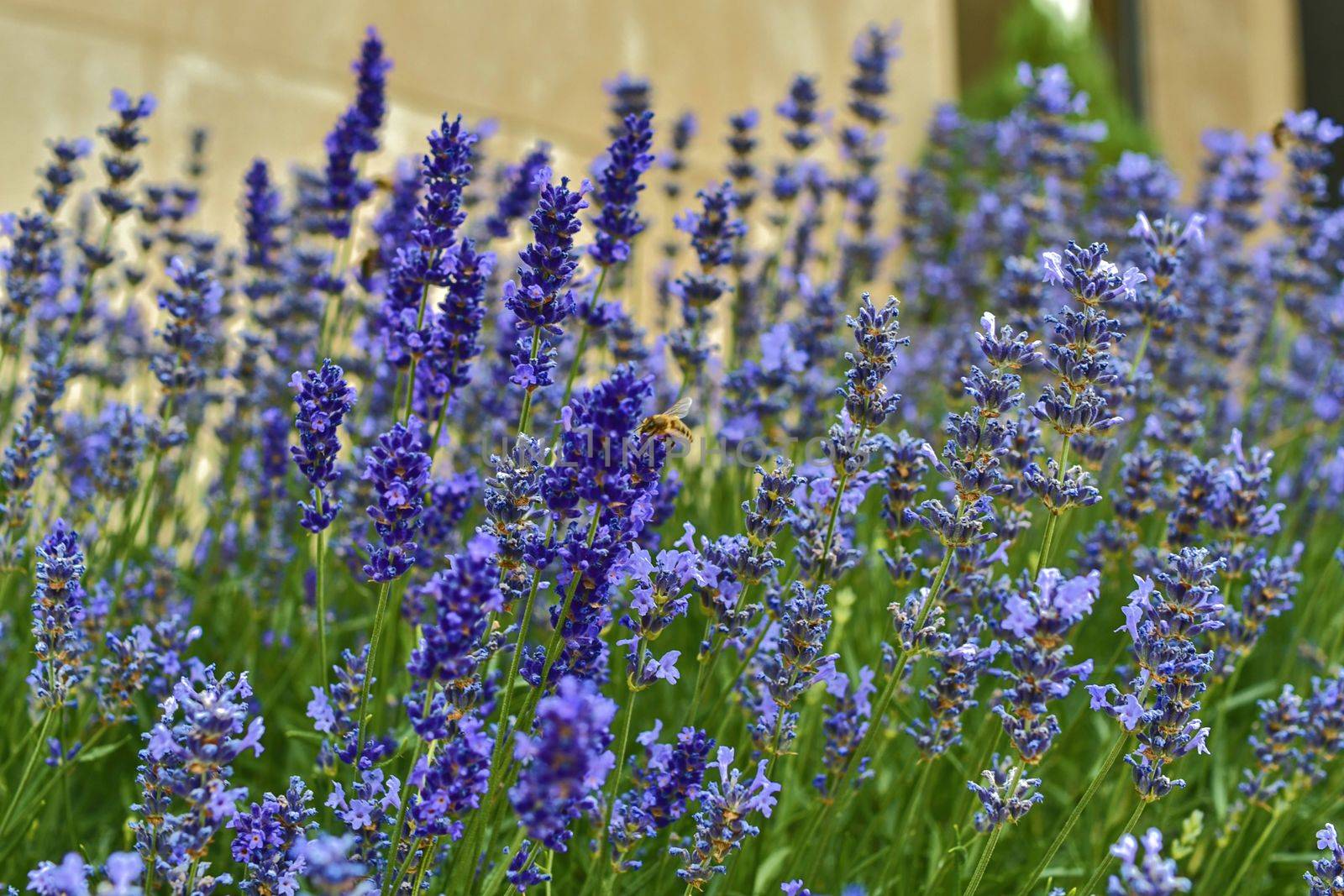 Tenderness of lavenders. Lavenders background. Soft and selective focus. Bee on lavenders.