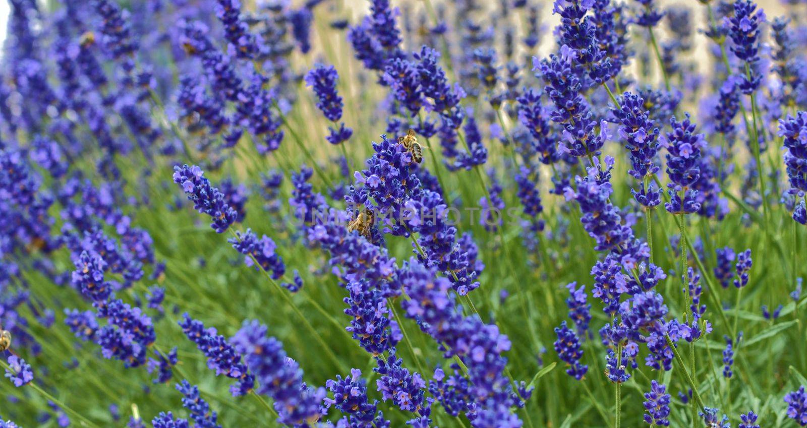 Tenderness of lavender fields. Lavenders background. Soft and selective focus. Bees on lavender by roman_nerud