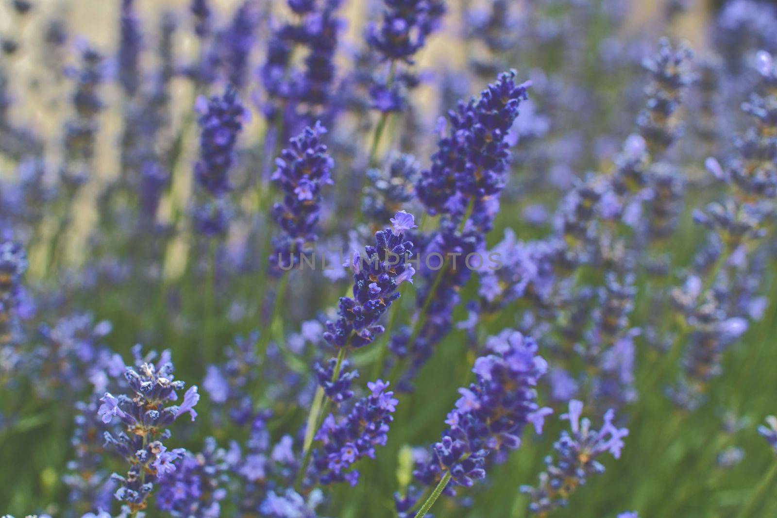 Tenderness of lavender fields. Lavenders background. Soft and selective focus. Add haze by roman_nerud