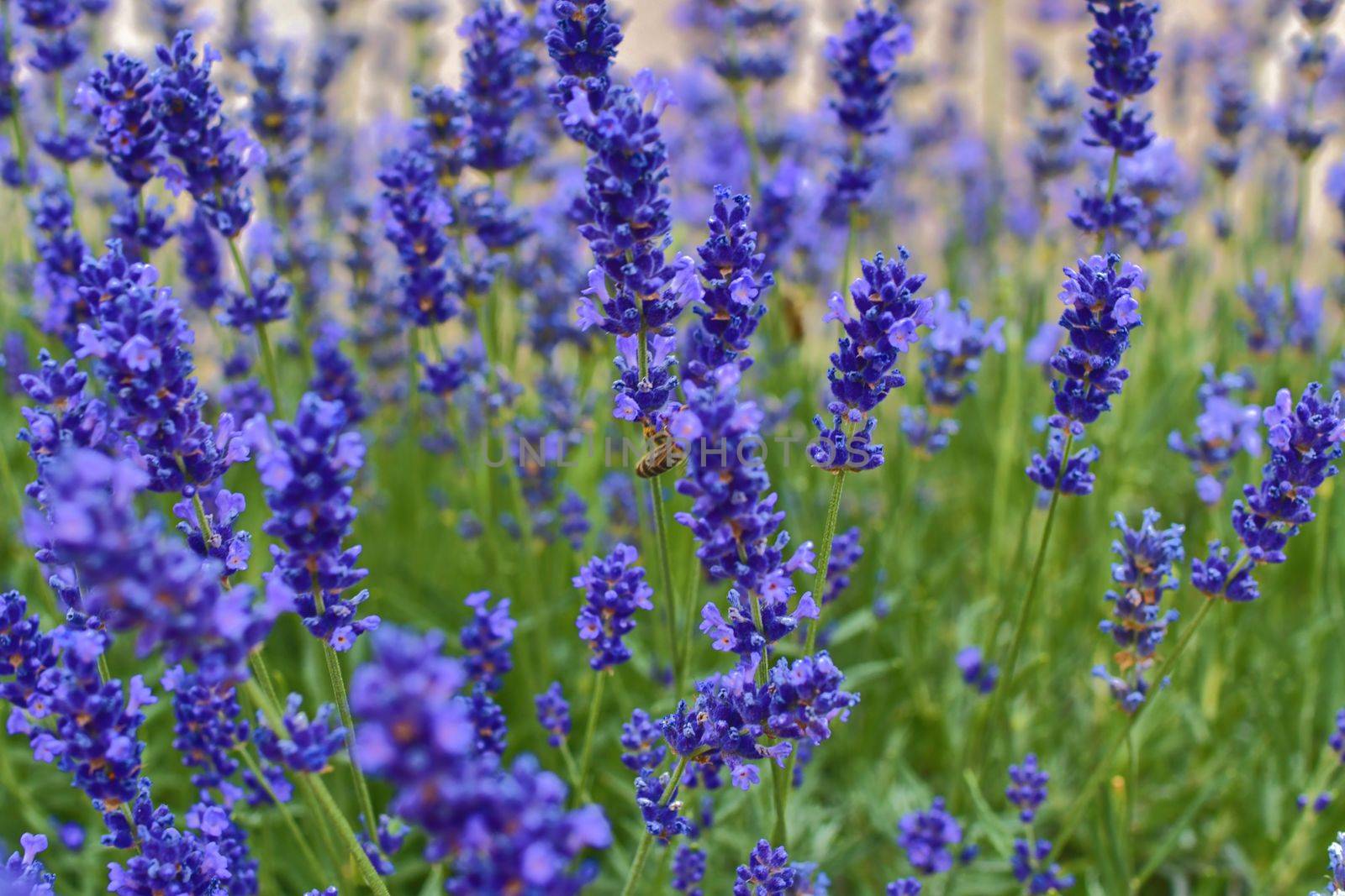 Tenderness of lavender fields. Lavenders background. Soft focus. Bee on lavender by roman_nerud