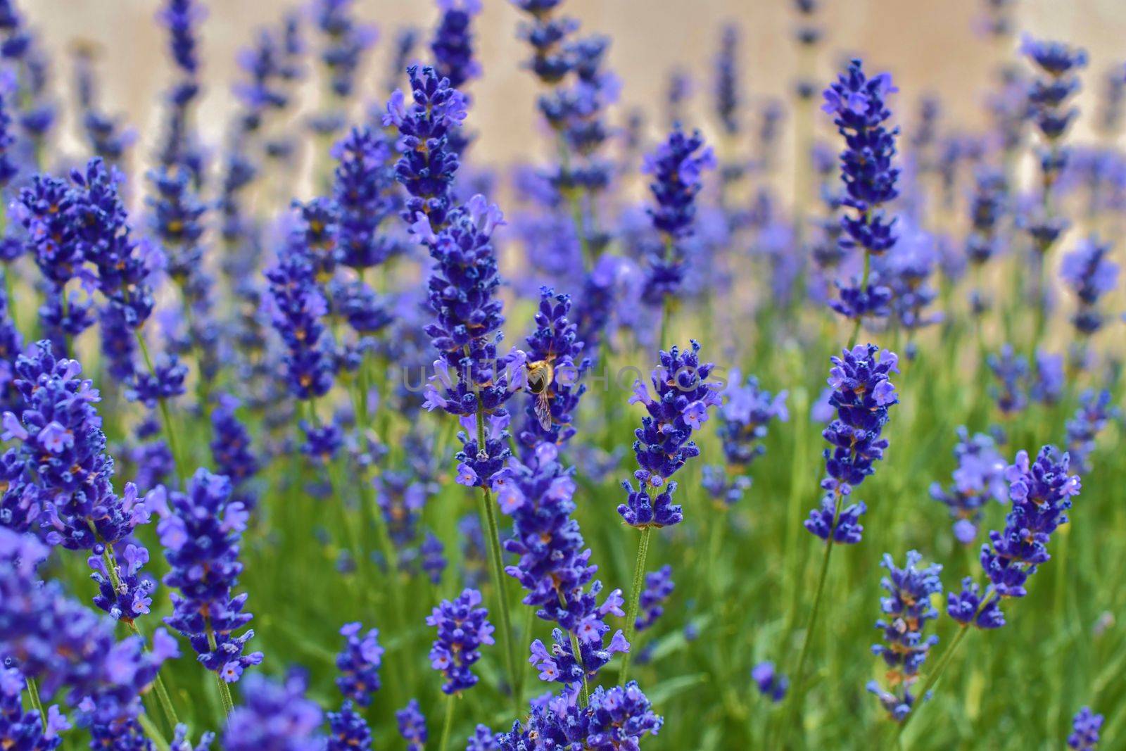 Tenderness of lavender fields. Lavenders background. Soft focus. Bee on lavaender by roman_nerud