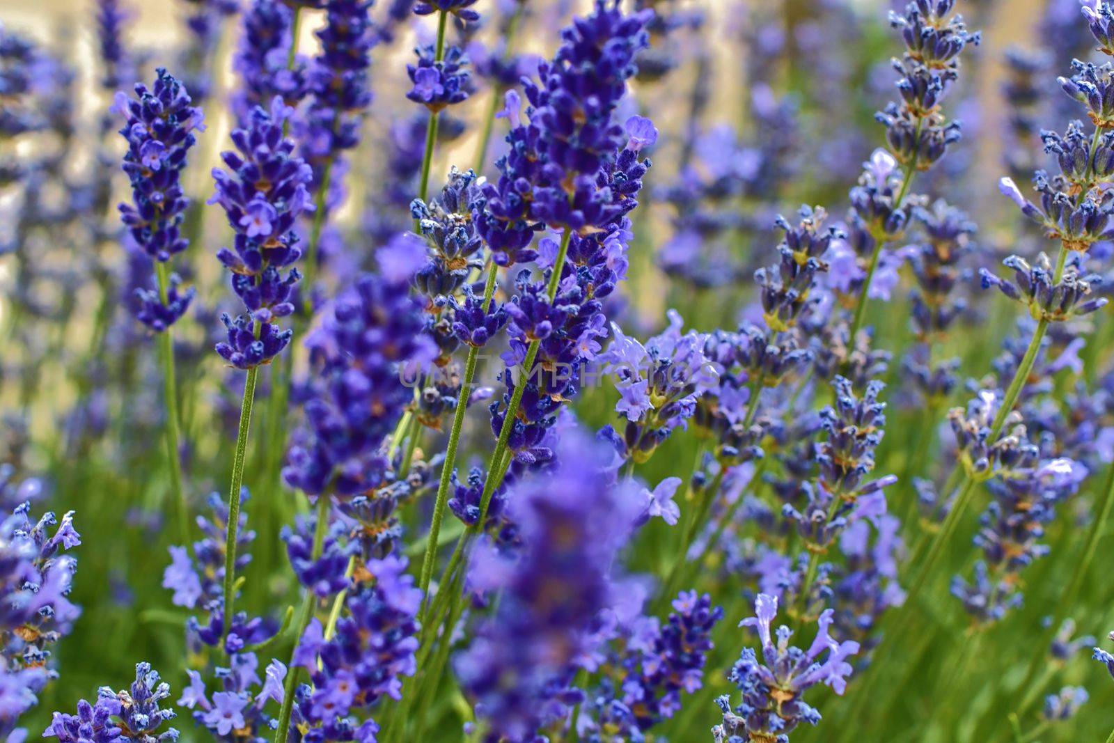 Tenderness of lavender fields. Lavenders background. Soft focus. DOF. by roman_nerud