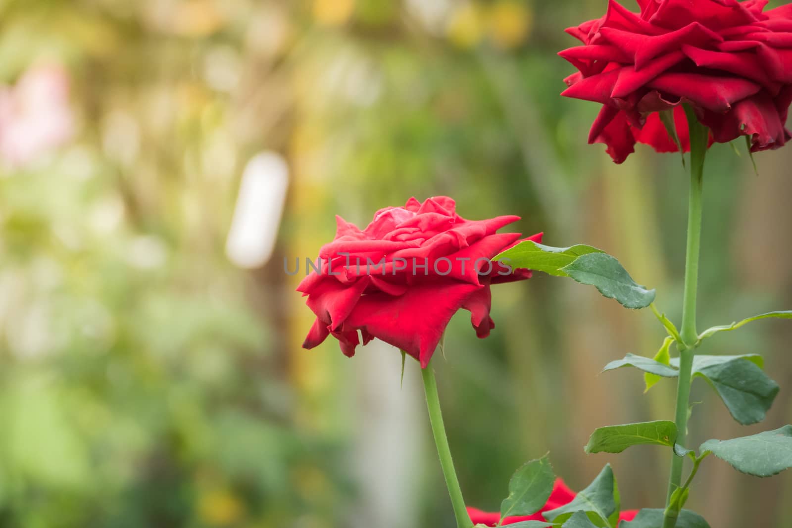 Roses in the garden, Roses are beautiful with a beautiful sunny day.