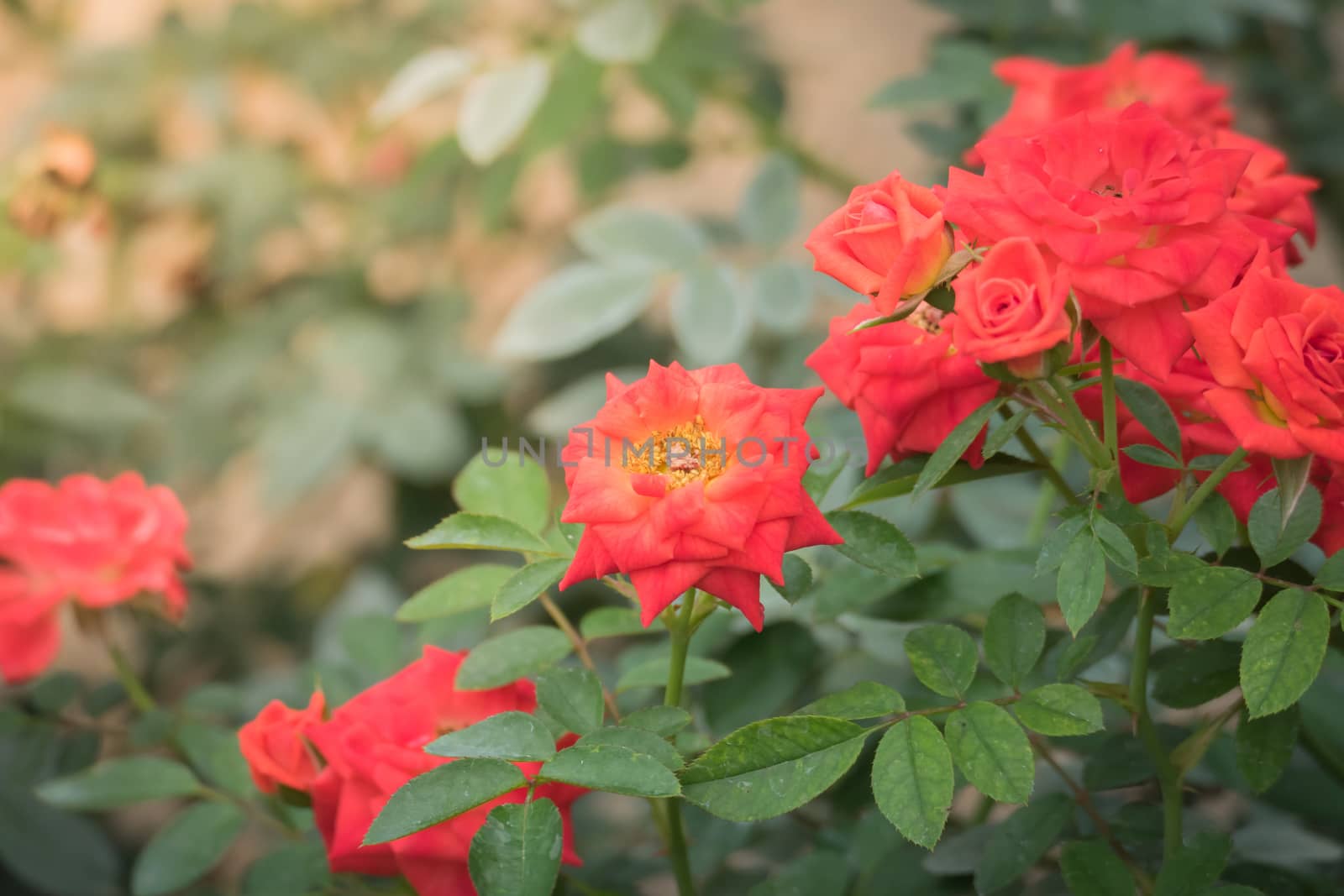 Roses in the garden  by teerawit