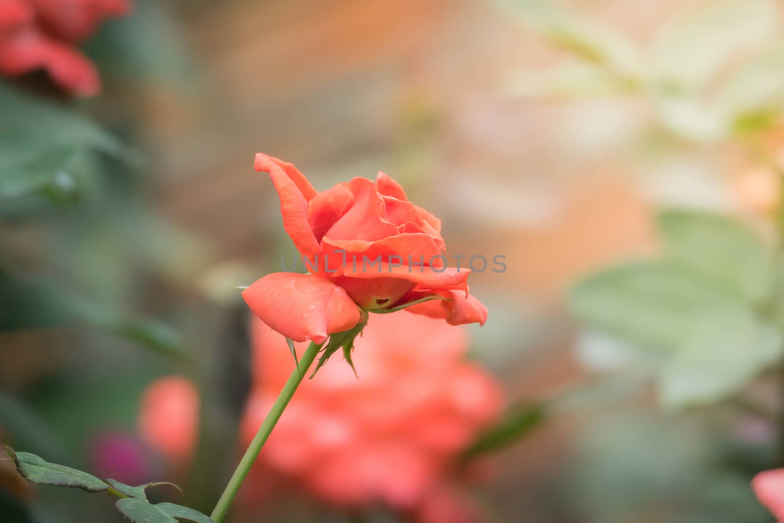 Roses in the garden, Roses are beautiful with a beautiful sunny day.