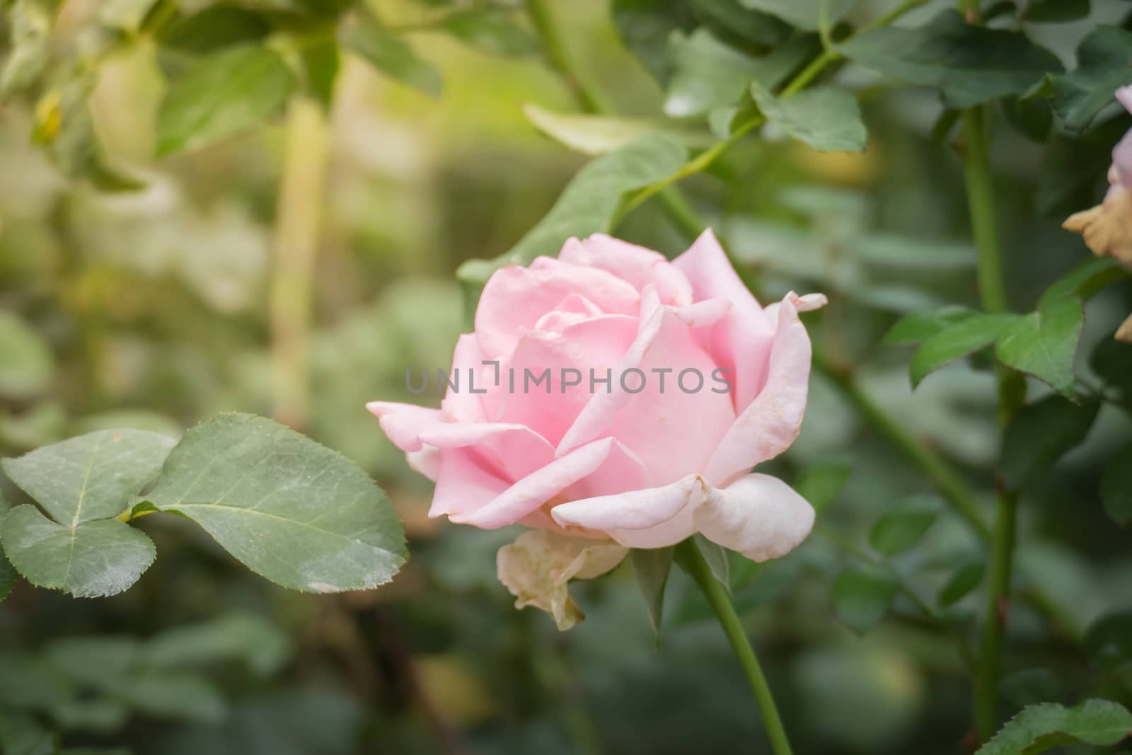 Roses in the garden, Roses are beautiful with a beautiful sunny day.