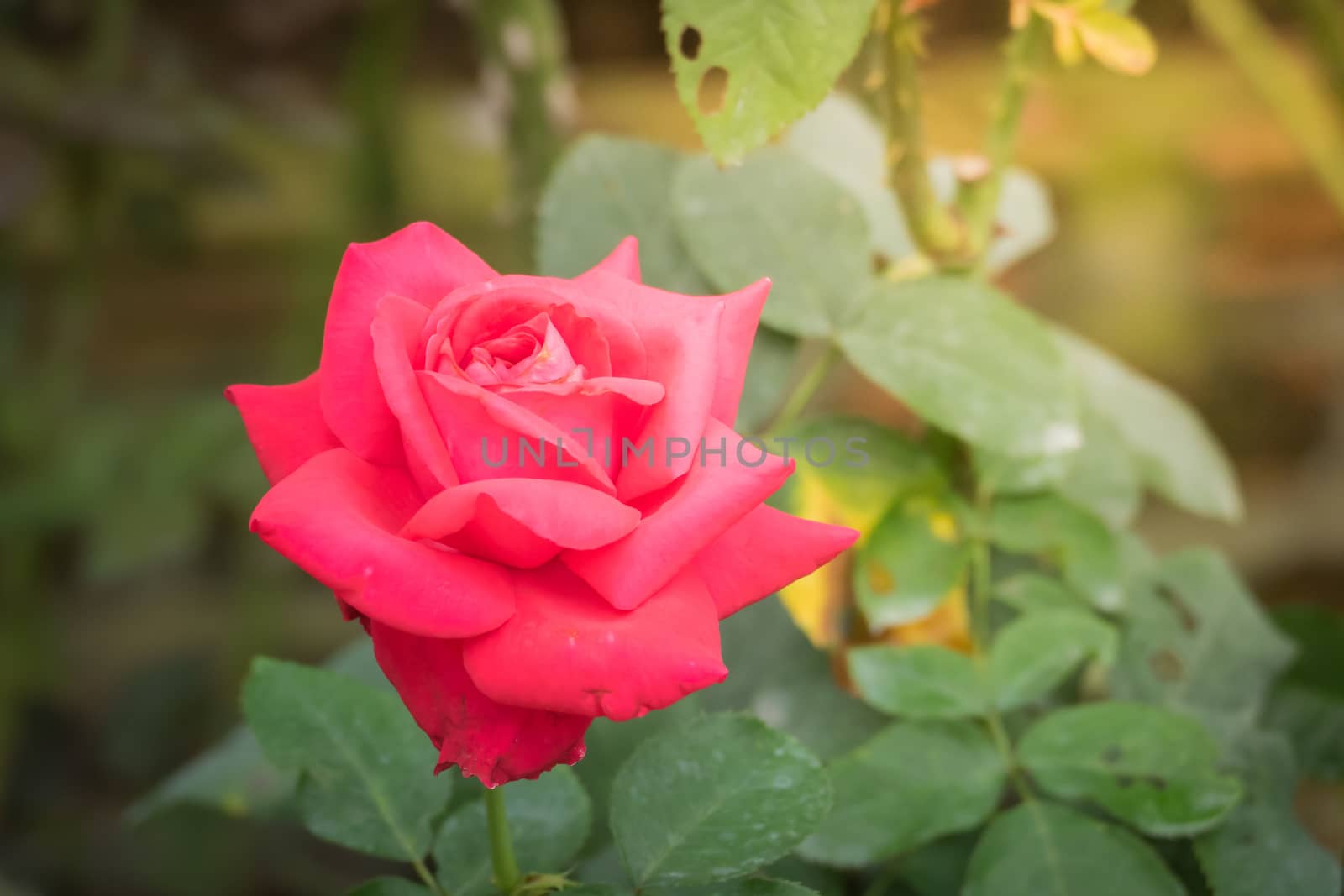 Roses in the garden, Roses are beautiful with a beautiful sunny day.