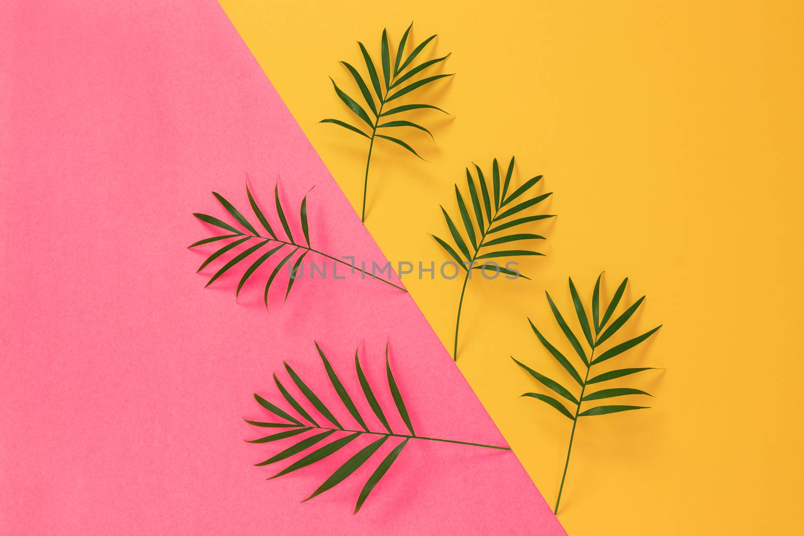 Palm leaves on vibrant pink and yellow background by anikasalsera