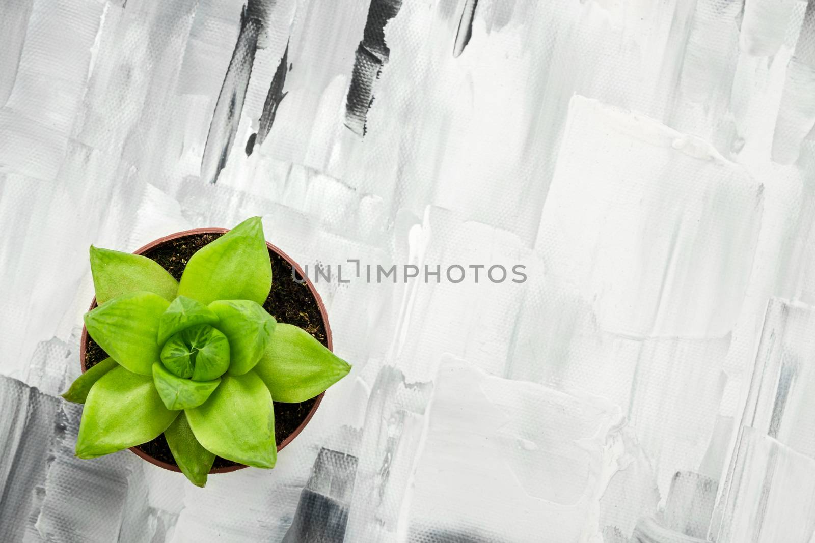 Green succulent plant on abstract black and white painted background.