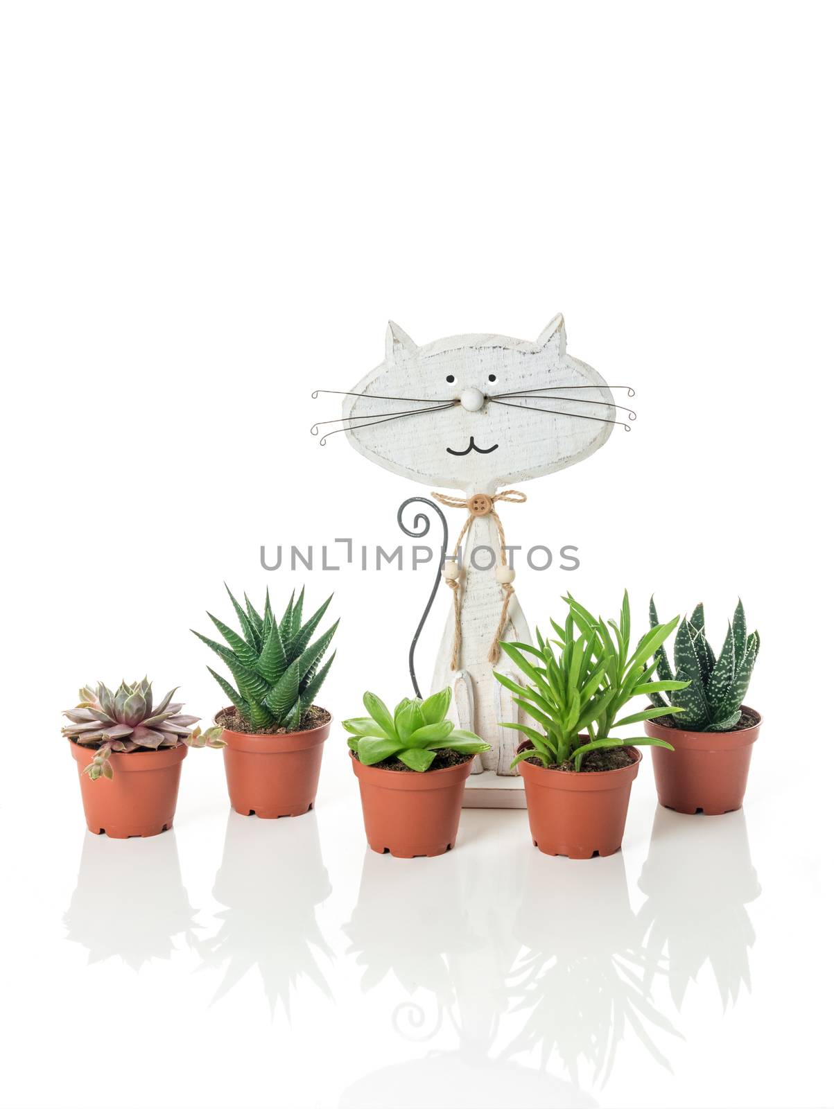 Potted succulent plants and wooden cat, on white background with reflection.