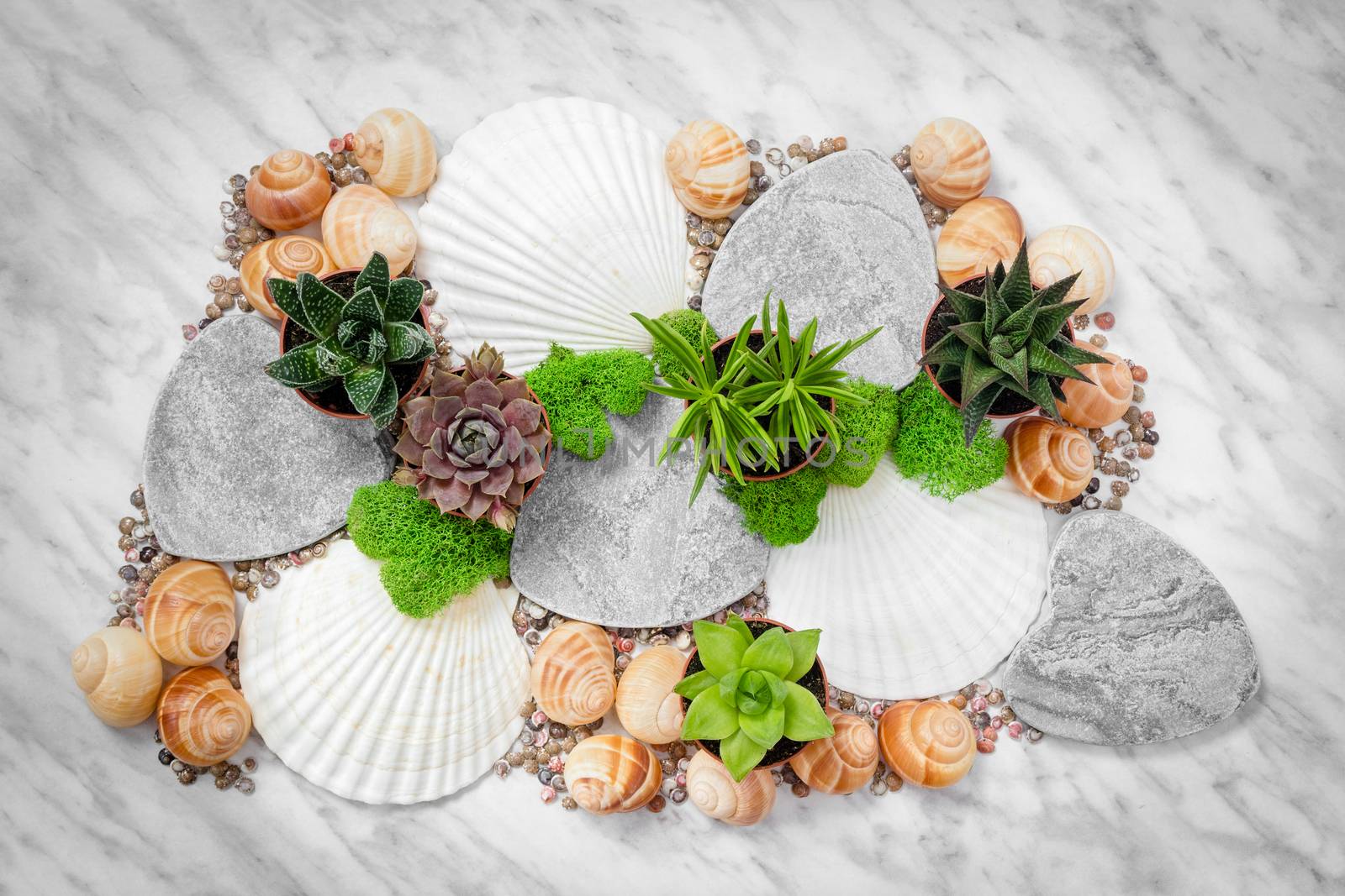 Arrangement with succulent plants, green moss and seashells, on marble background. Beautiful home decor.