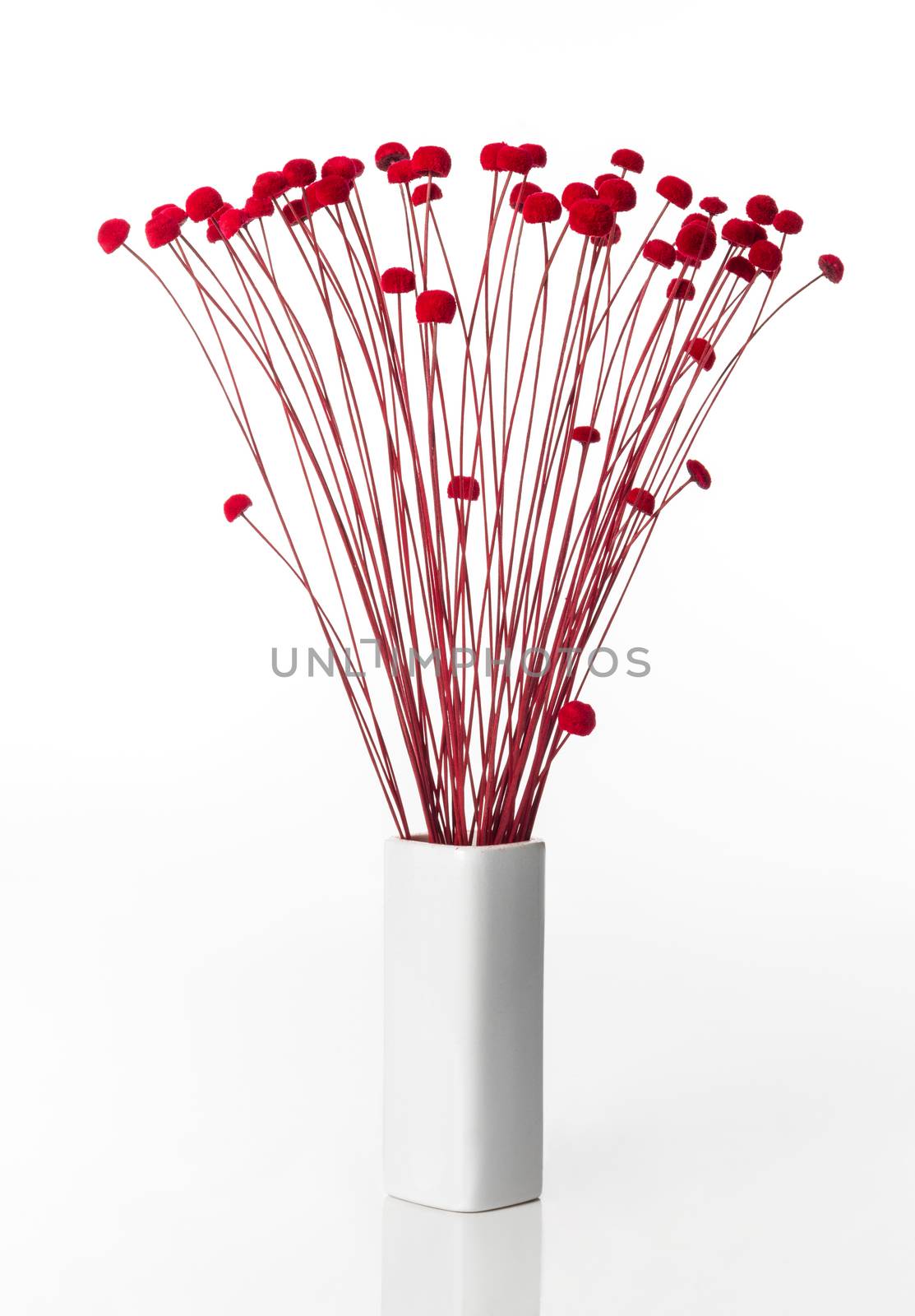 Bouquet of simple and beautiful red flowers in a white vase. Isolated on white background.