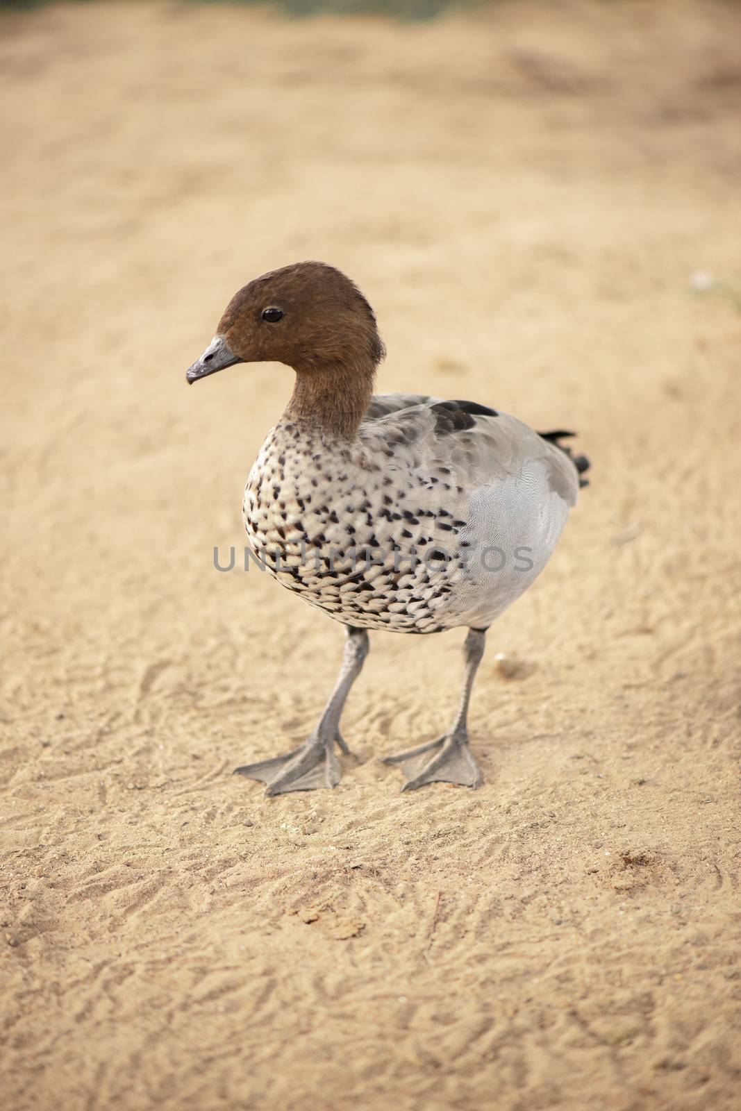 Small duck on the farm by artistrobd