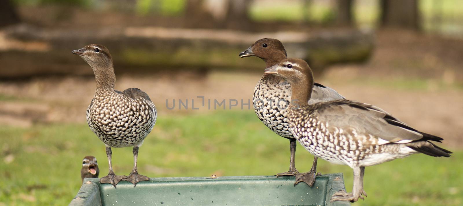 Ducks on a farm during the day drinking water.