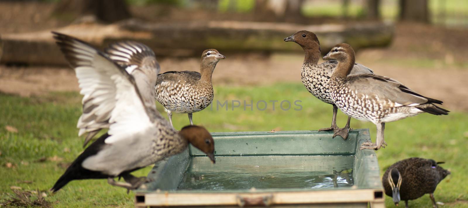 Ducks on a farm during the day drinking water.