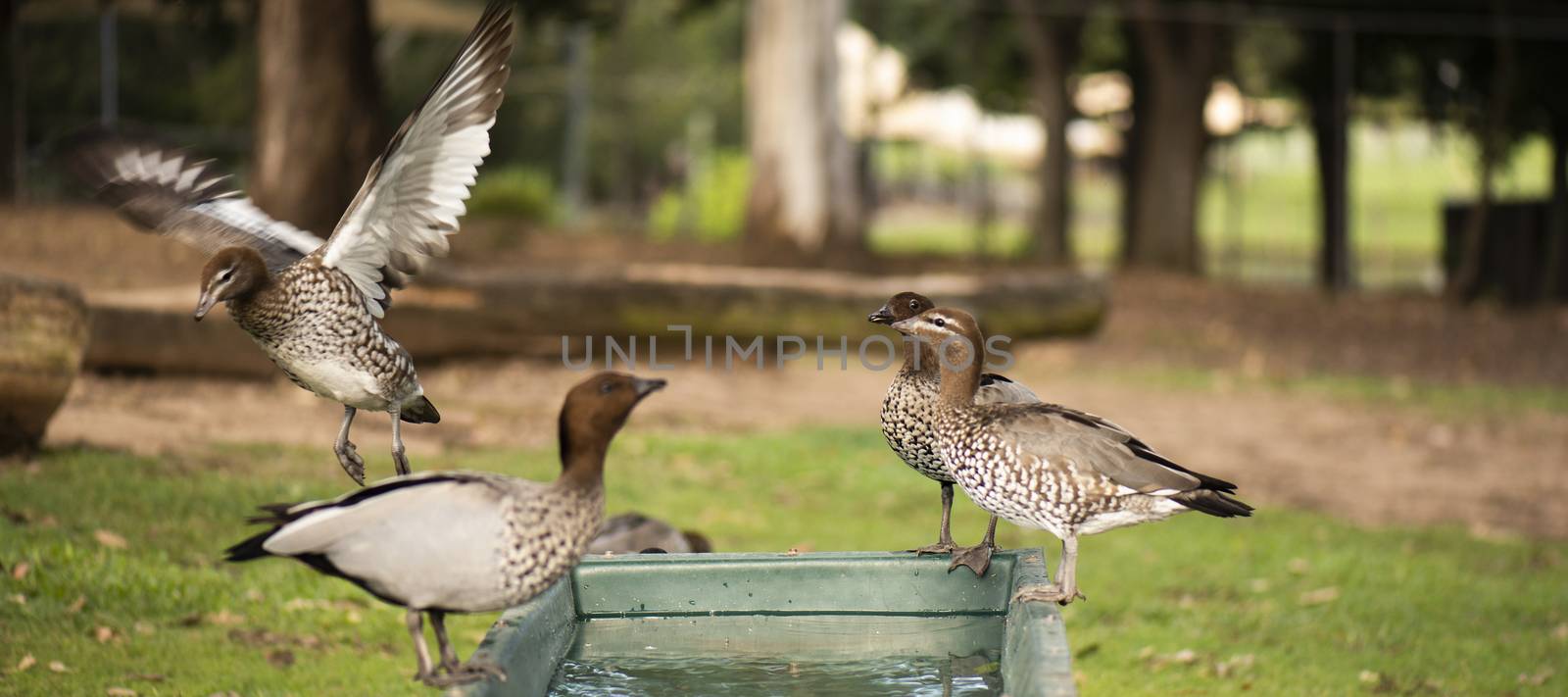 Ducks on a farm during the day drinking water.