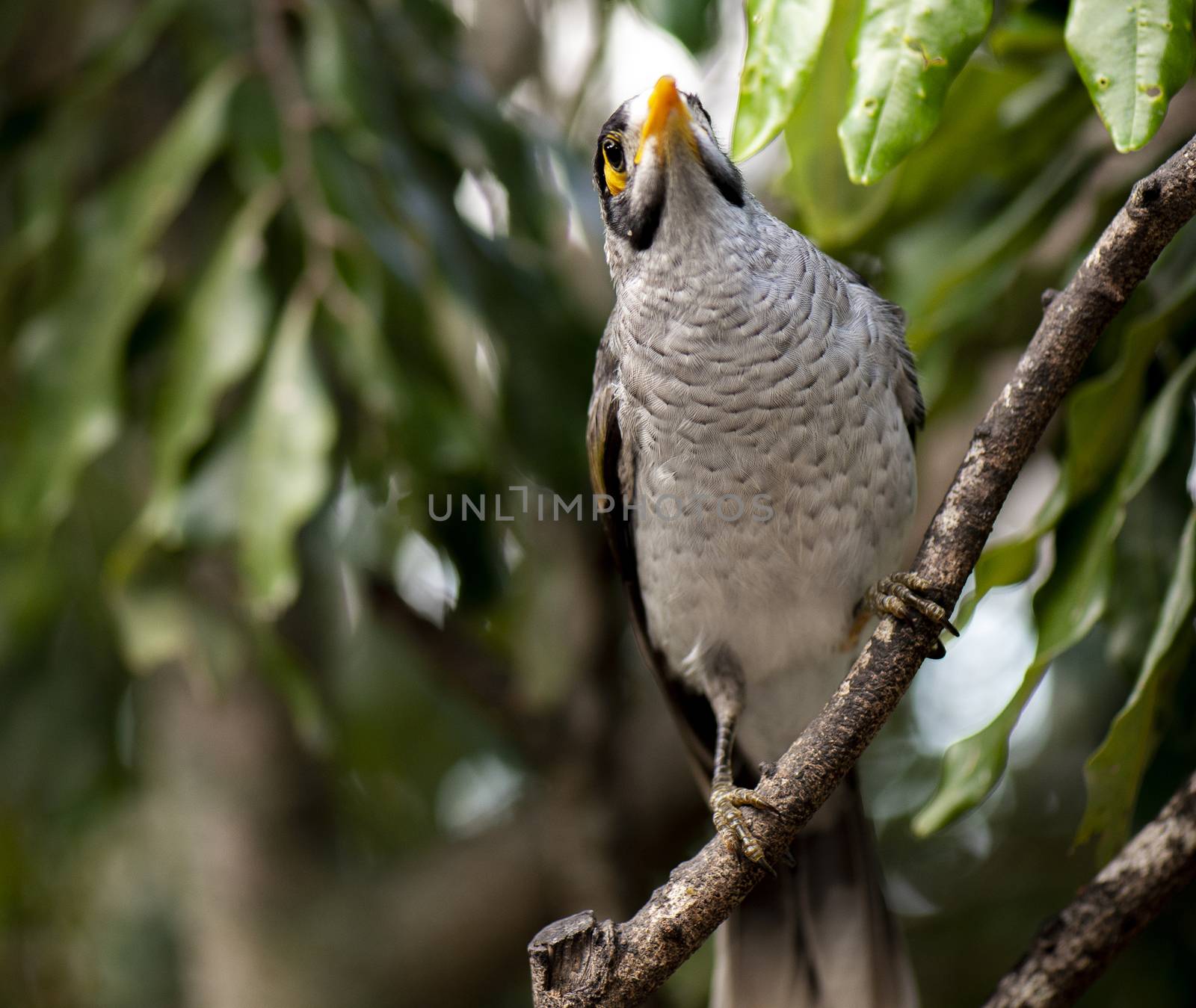 The noisy miner bird by itself during the day