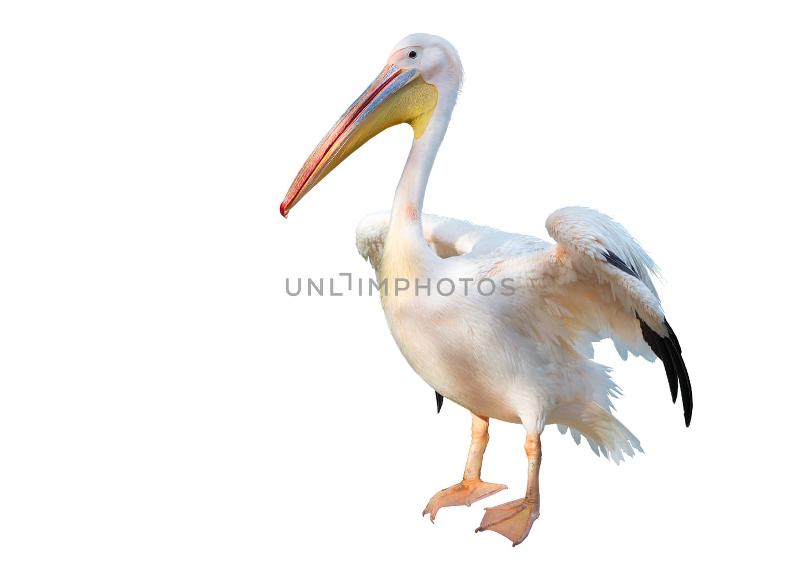 Peach white bird pelican with big yellow peak neb cleans up feather wings in zoo