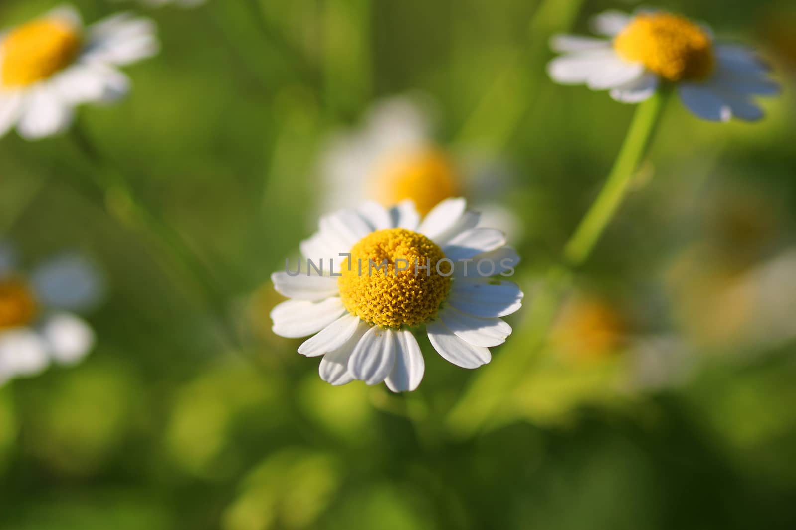 Delicate White Camomiles on a green background