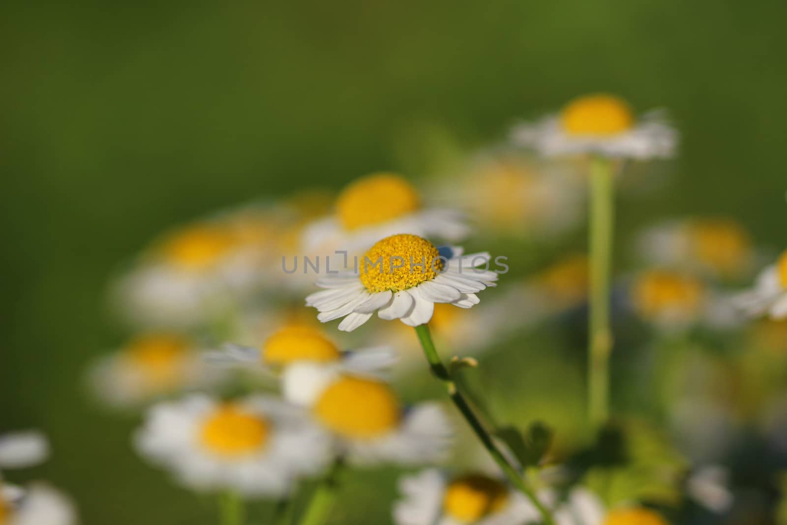 White Camomiles by brux