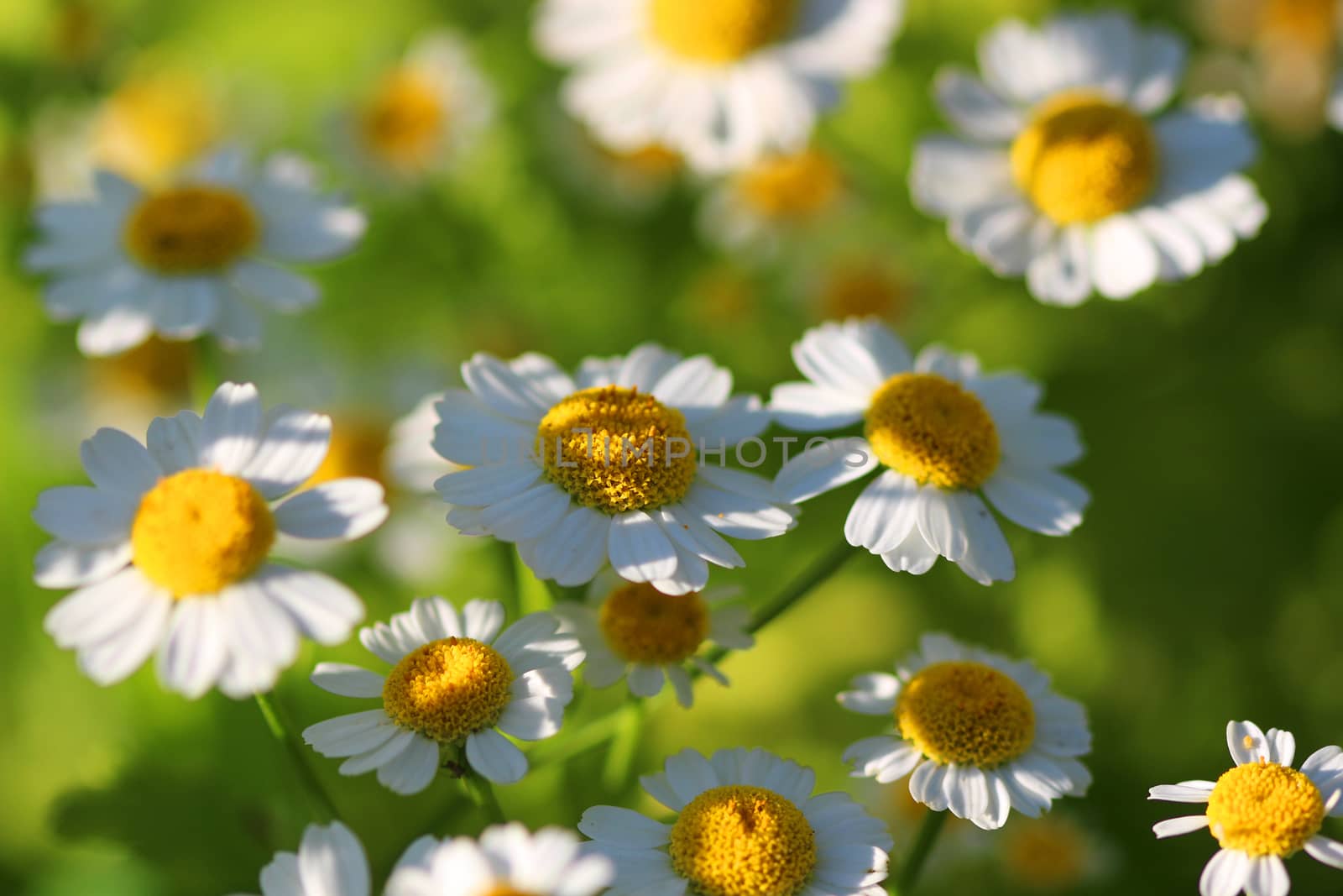 Delicate White Camomiles on a green background