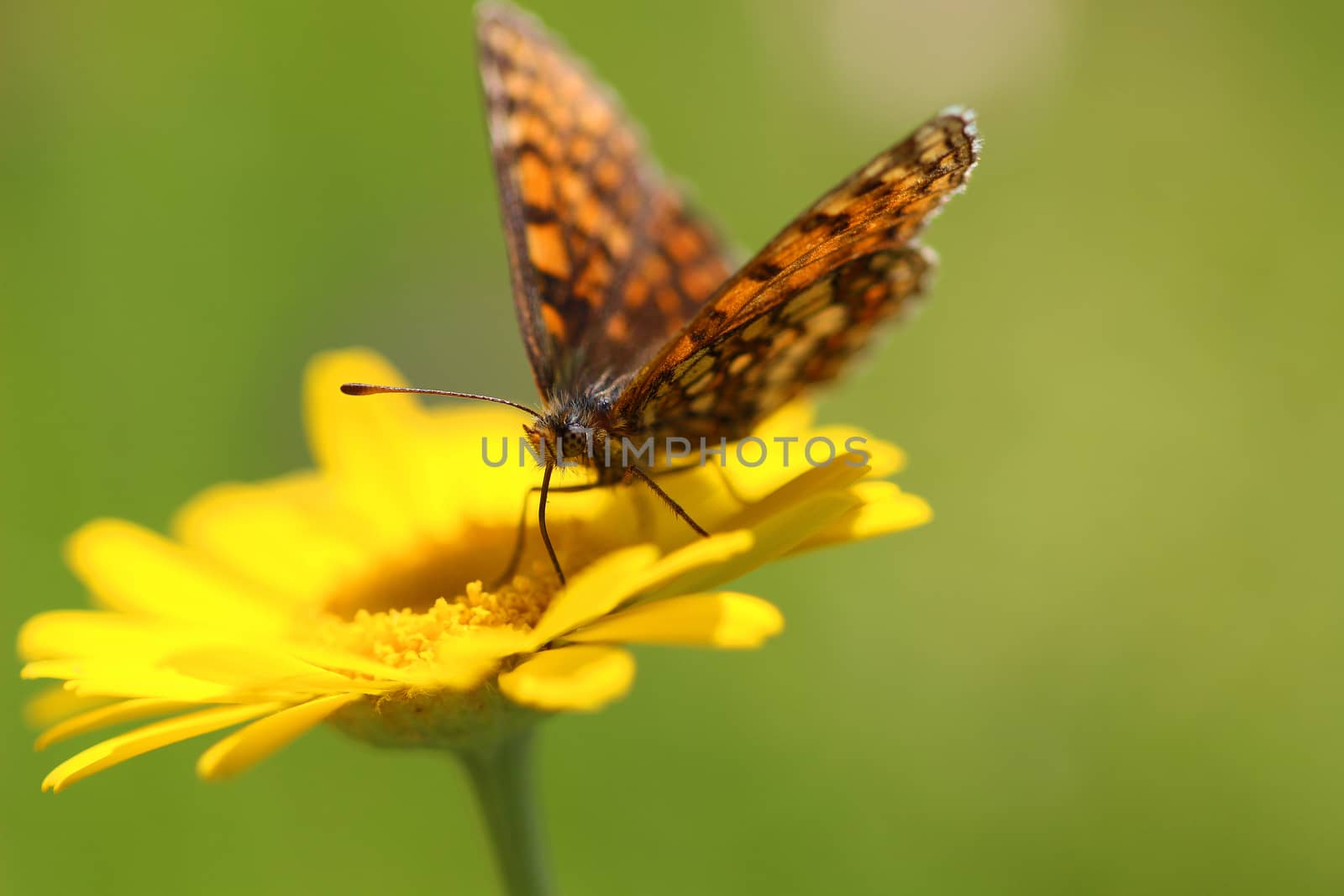 Yellow marigold flower and butterfly on a green background