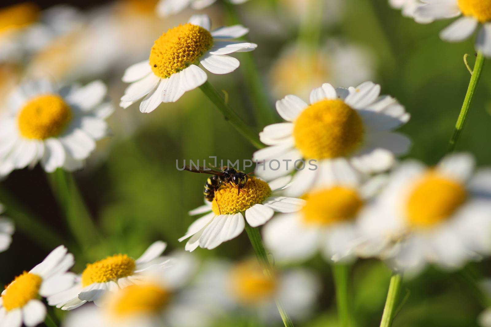 Delicate White Camomiles And the bee on a green background