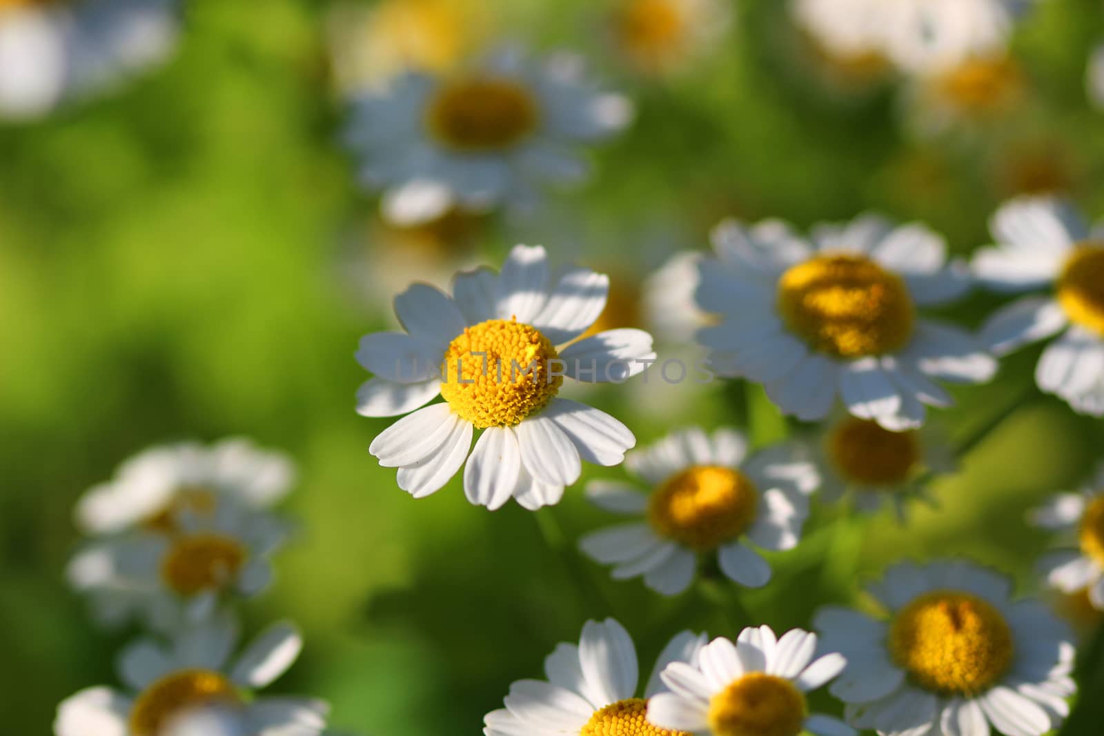 Delicate White Camomiles on a green background