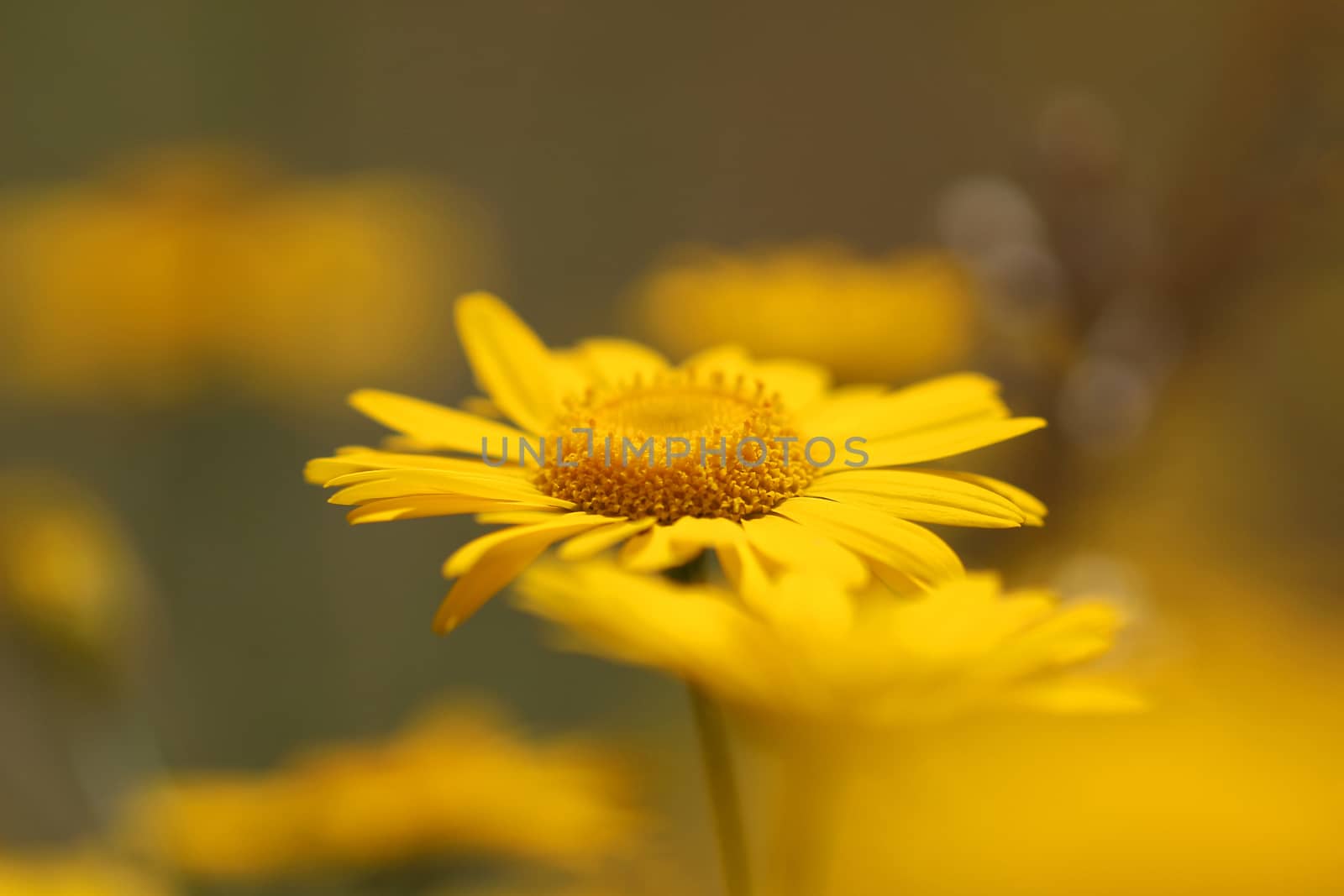 Yellow marigold flower on a green background