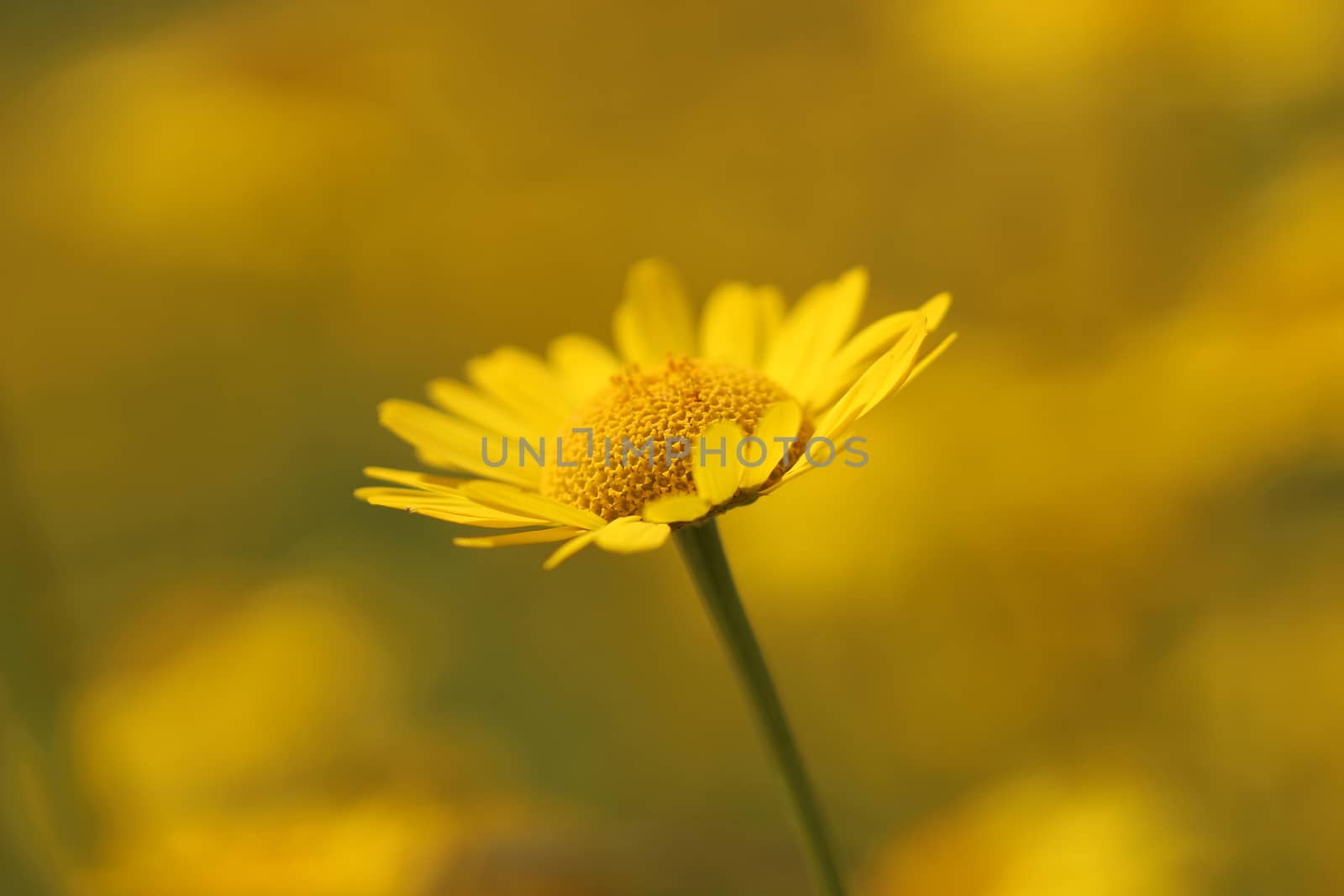 Yellow marigold flower on a green background