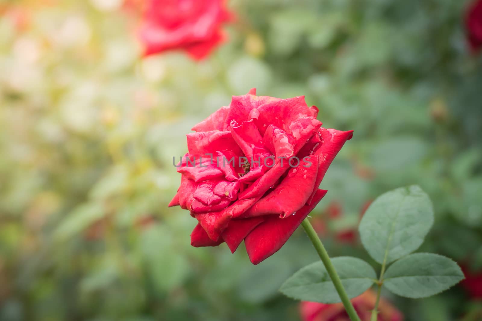 Roses in the garden, Roses are beautiful with a beautiful sunny day.