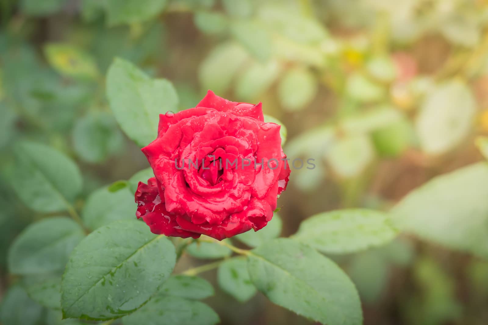 Roses in the garden  by teerawit