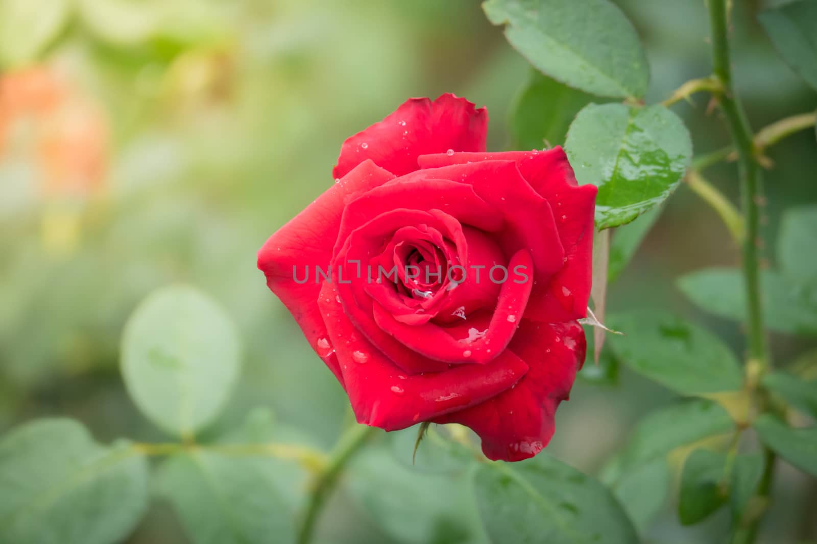 Roses in the garden, Roses are beautiful with a beautiful sunny day.