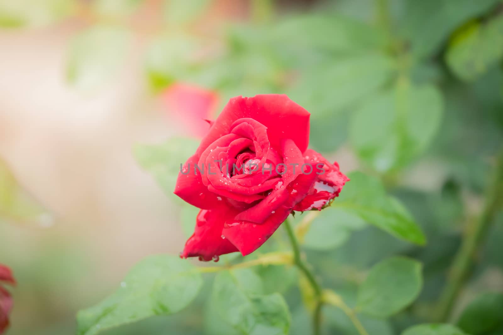 Roses in the garden, Roses are beautiful with a beautiful sunny day.