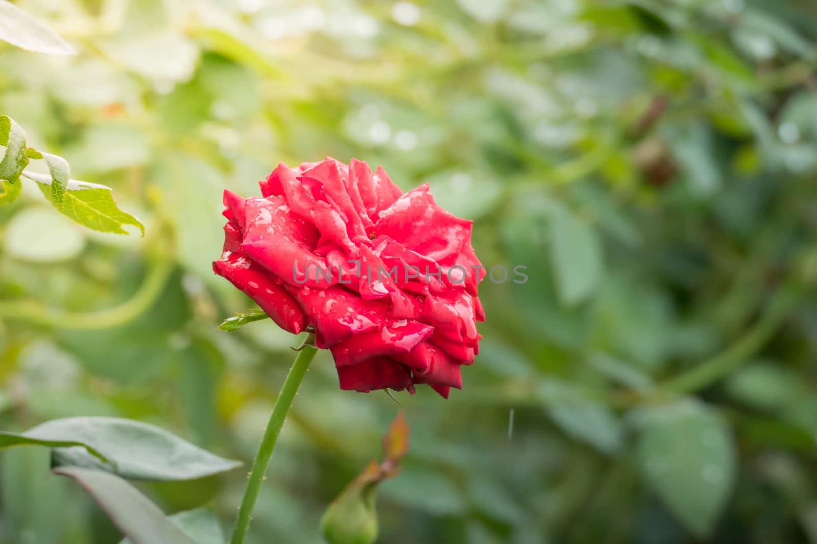 Roses in the garden  by teerawit