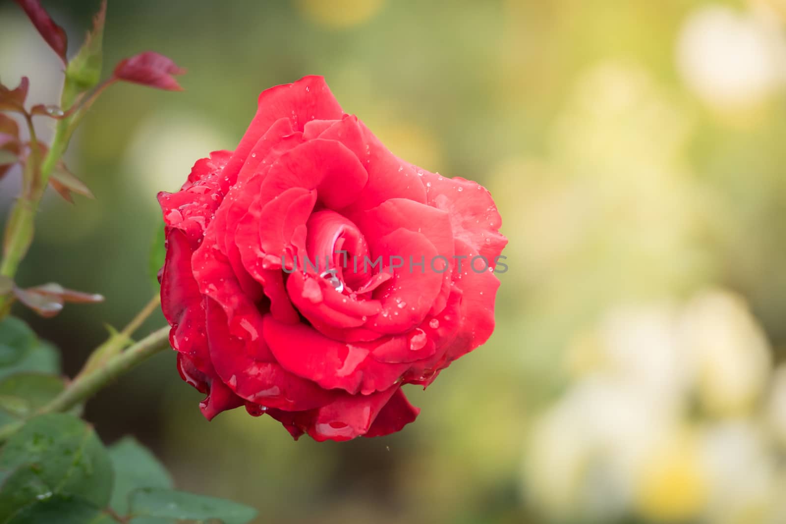 Roses in the garden, Roses are beautiful with a beautiful sunny day.