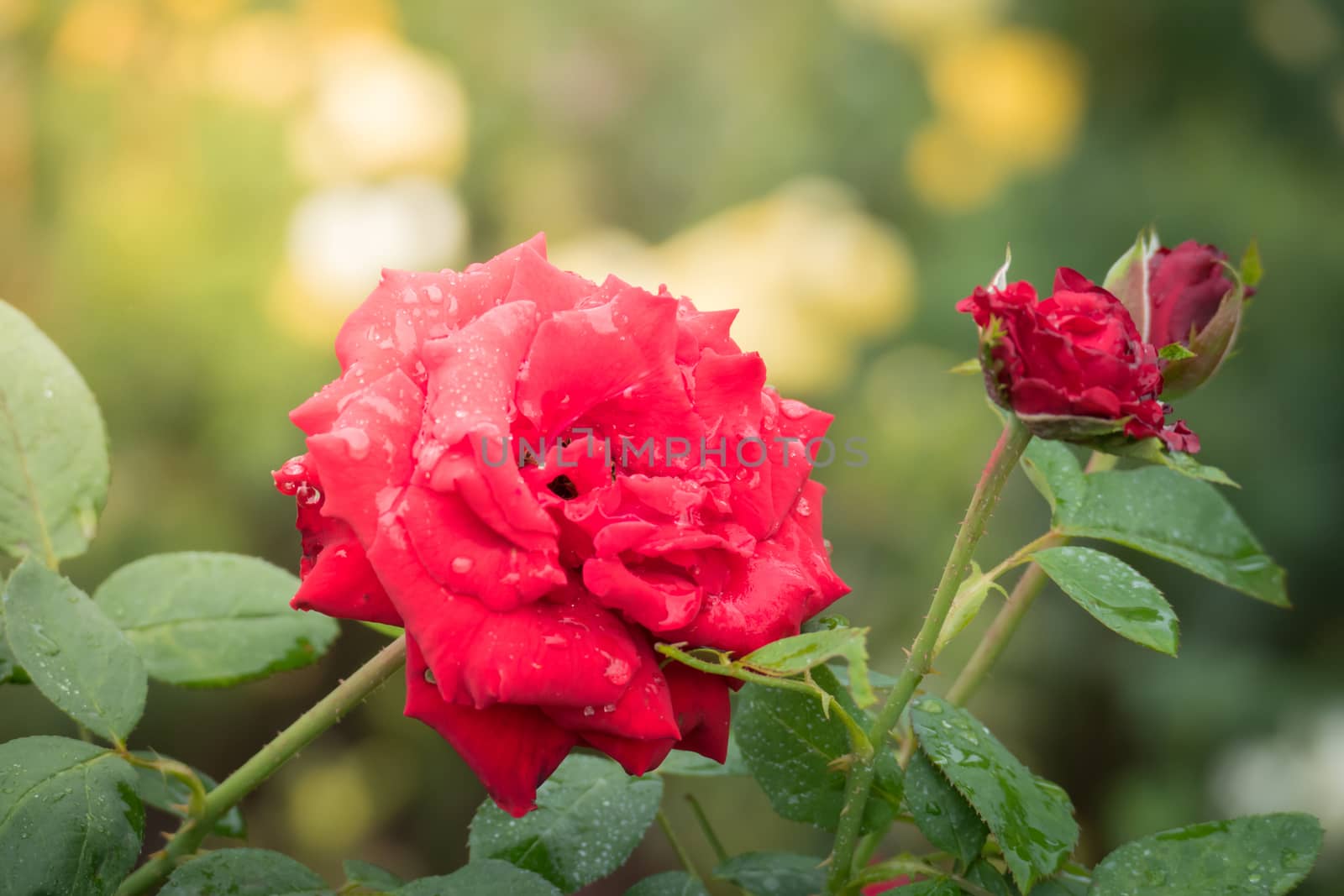 Roses in the garden  by teerawit